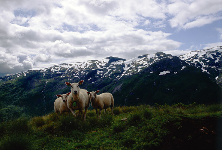 Three sheep on a mountain