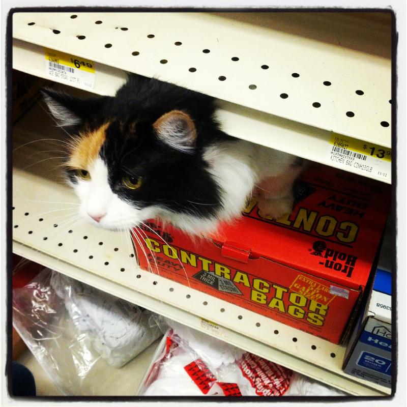 Hardware Store Cat #2