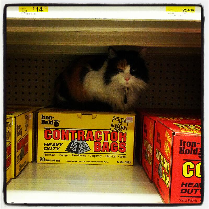 Hardware Store Cat #1